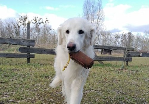 Start der Apportierarbeit