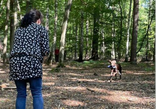 Dummy Aussentraining