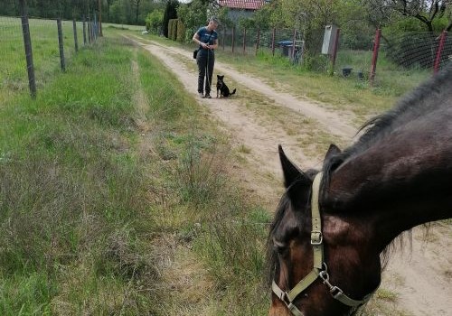 Einzeltraining mit Pferd