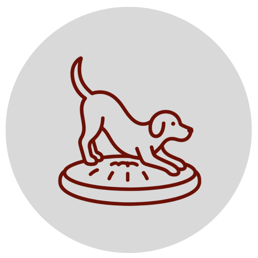 Crossover Spaß Hundeschule